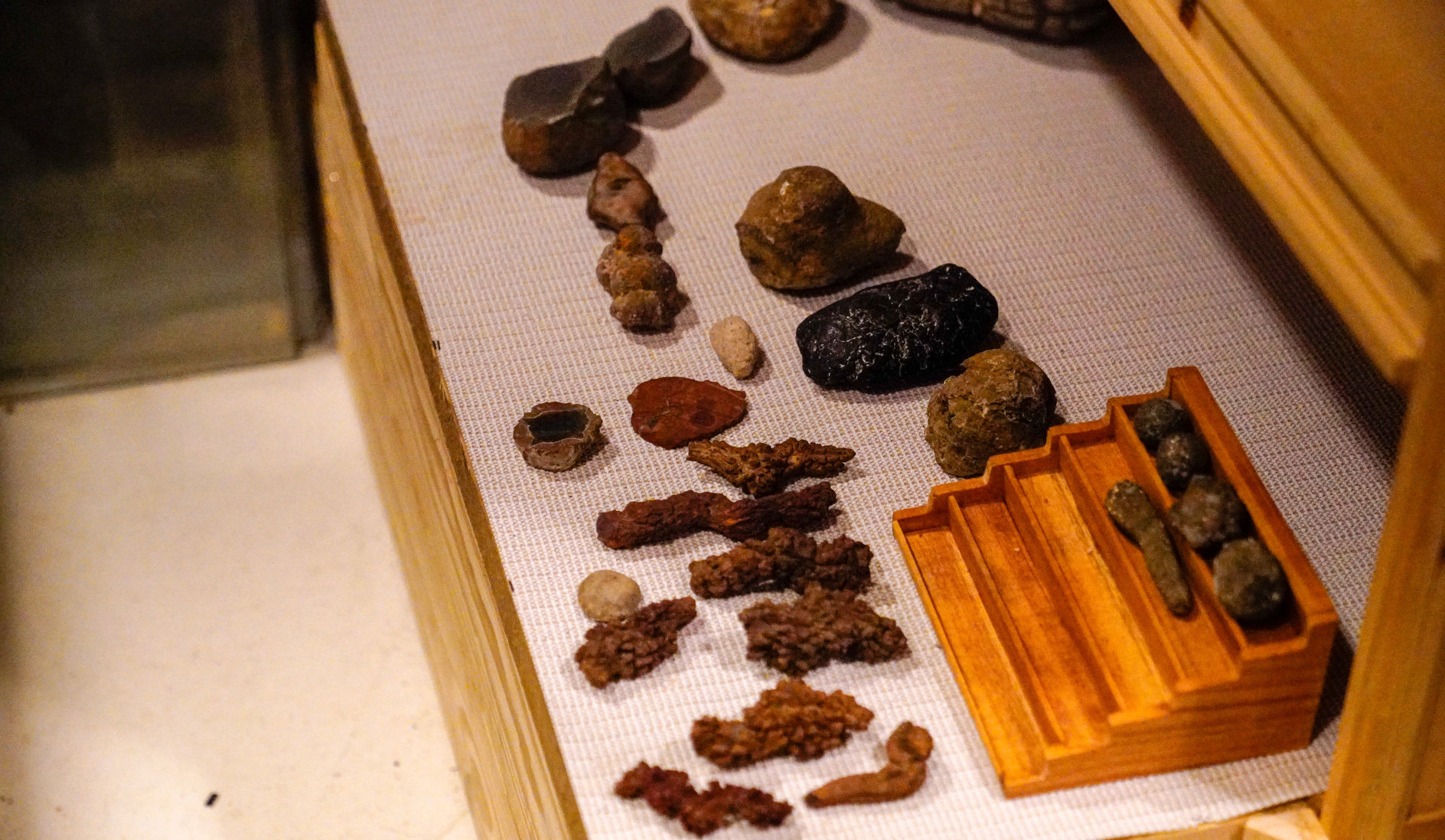 Dinosaur poop